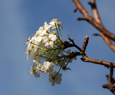 [A grouping of approximately 15 small white five-petaled flowers with each having approximately 10 brown-tipped white stamen coming from yellow centers at teh end of a bare tree branch.]